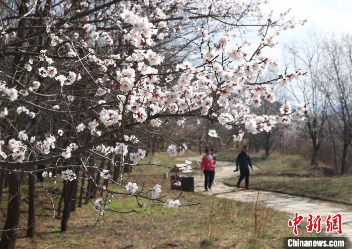 宁夏泾源：正是山花烂漫时